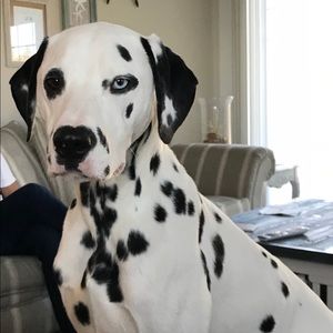 Meet your Posher, Jane